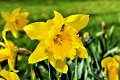 Fruehling2012   033